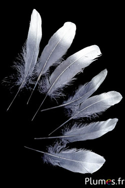 Gans met silver punt - 15-21 cm - antraciet